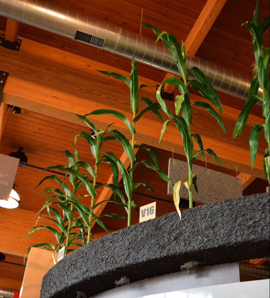 Different stages of corn's lifecycle, shown by 4 cornstalk replicas.