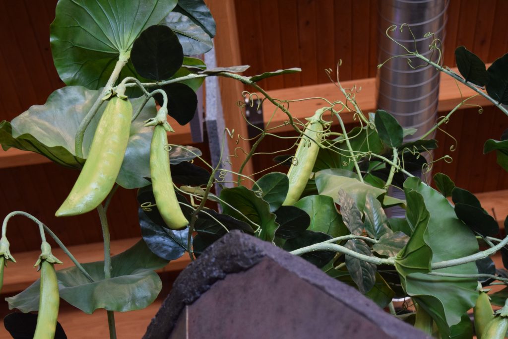 Oversize models of pea pods.