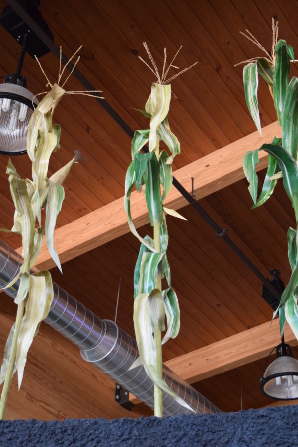 Behind the Scenes The Making of Artificial Corn Plants Exhibit Farm