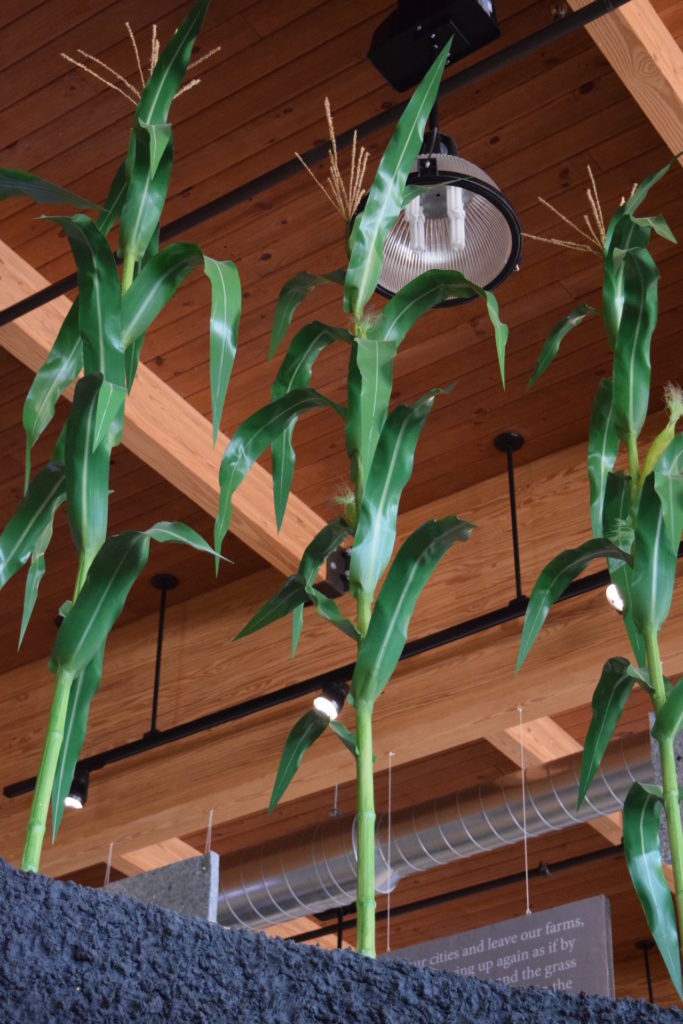 Behind the Scenes: The Making of Artificial Corn Plants - Exhibit Farm