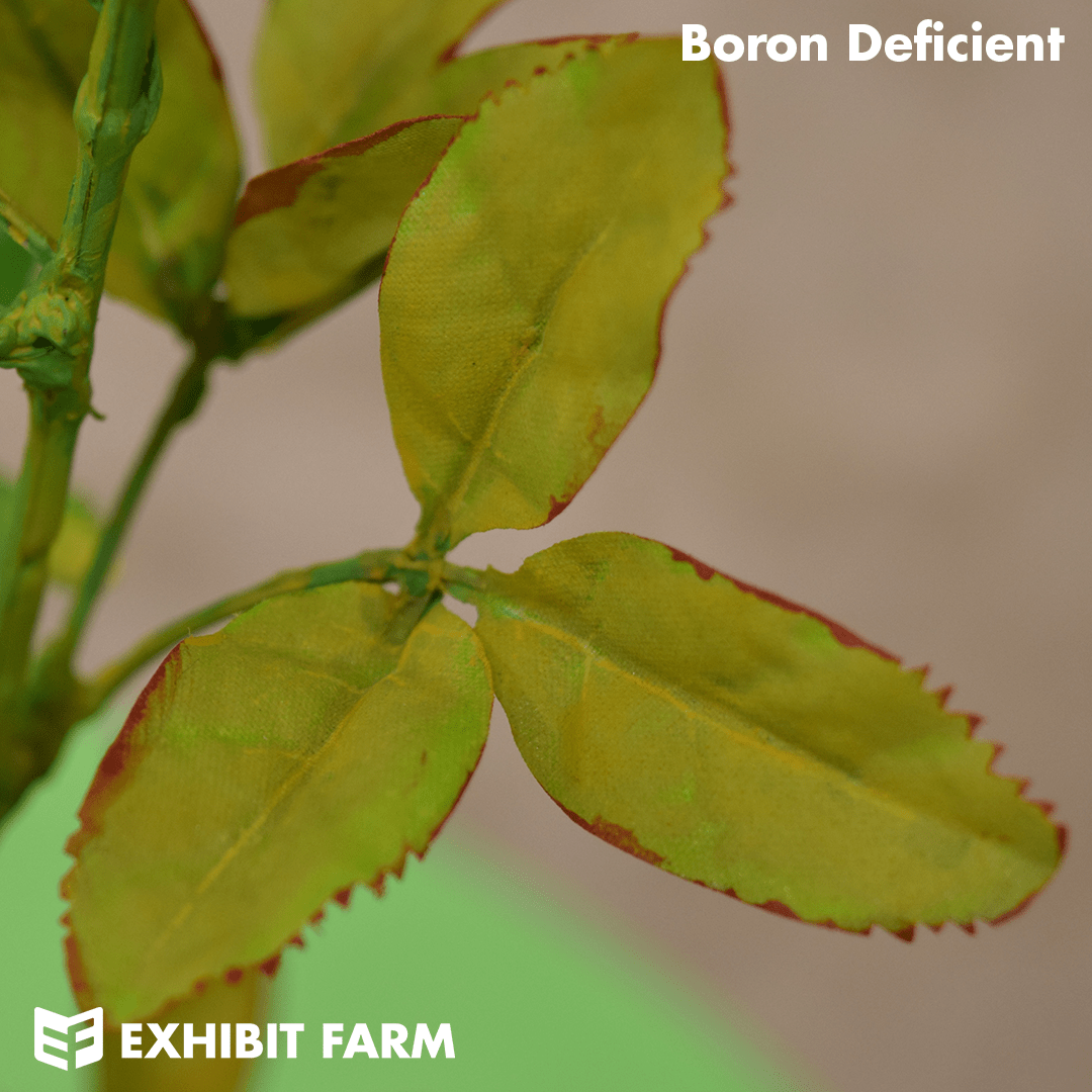 Alfalfa Nutrient Deficiency Plant Exhibit Farm The Leader in