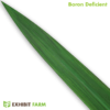 Artificial Boron Deficient Corn Leaf