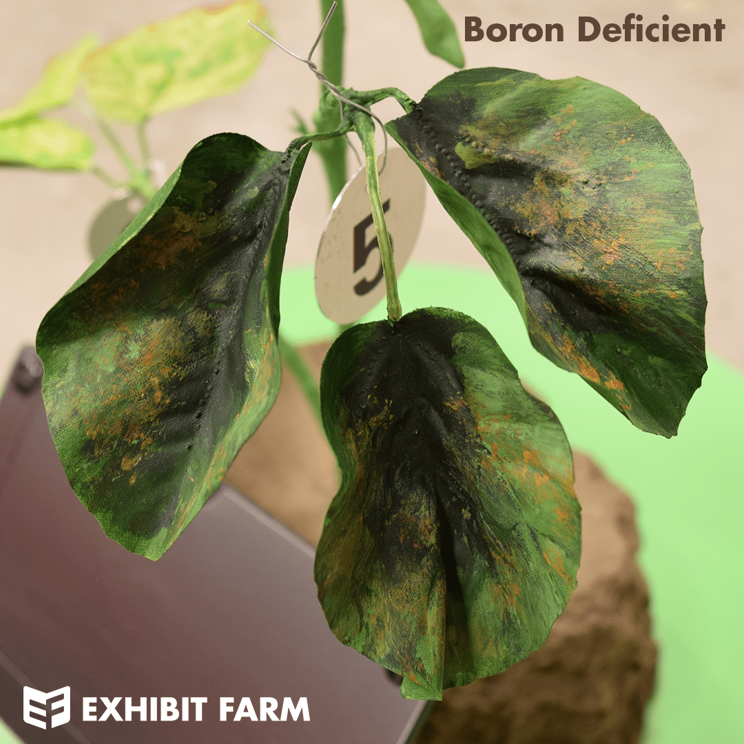 Soybean Nutrient Deficiency Plant Exhibit Farm The Leader in