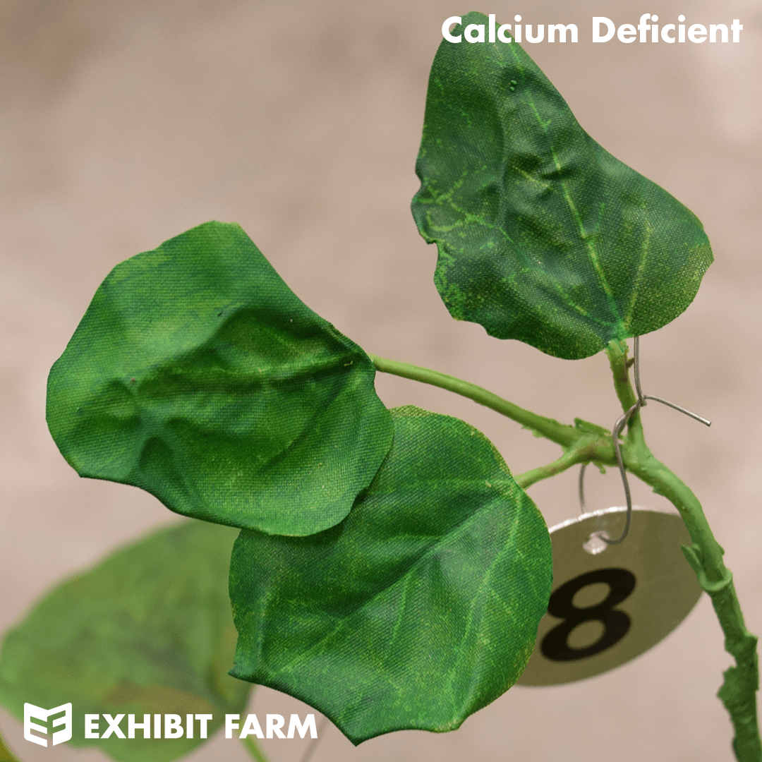 Soybean Nutrient Deficiency Plant Exhibit Farm The Leader in