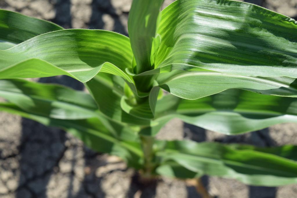 Corn Plant Photo