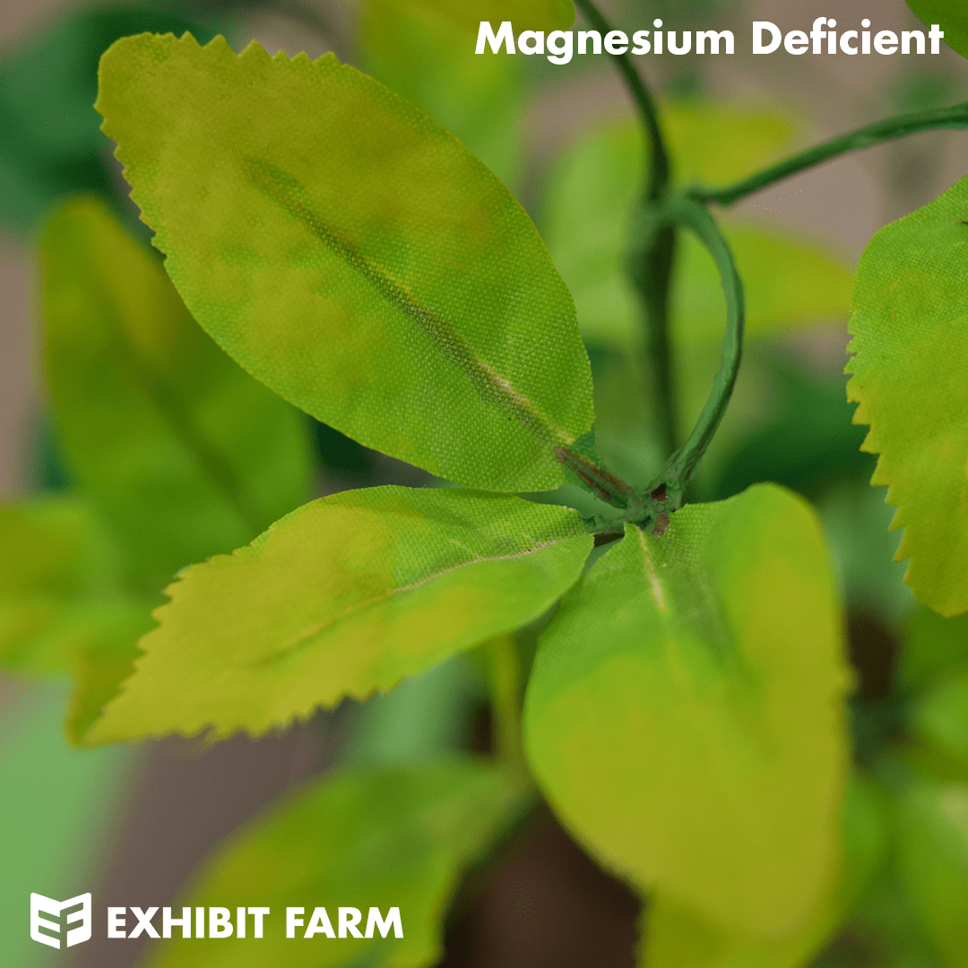 Alfalfa Nutrient Deficiency Plant Exhibit Farm The Leader in