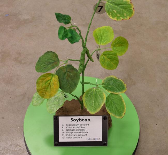 Soybean Plant Model (Macronutrient Deficiencies)