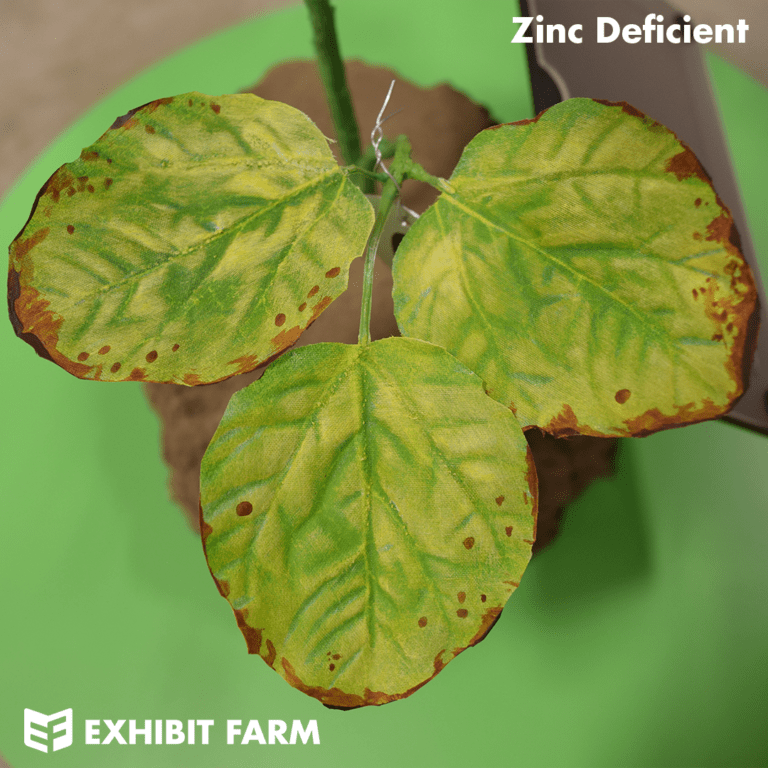 Soybean Nutrient Deficiency Plant Exhibit Farm The Leader in