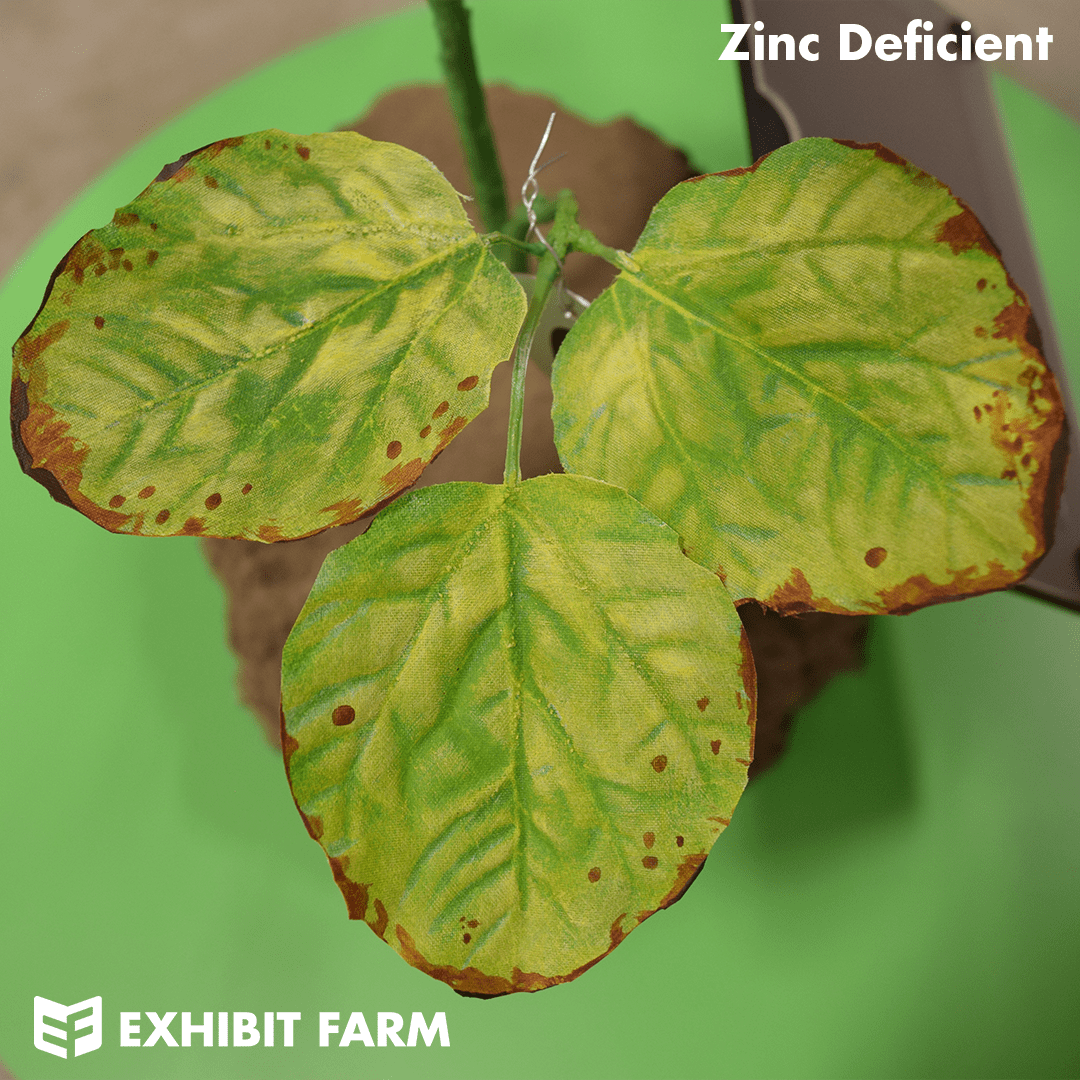 Soybean Nutrient Deficiency Models Exhibit Farm The Leader in