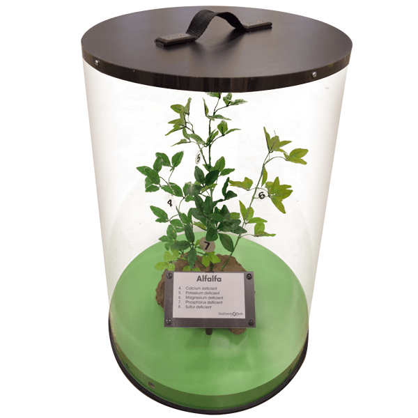 Artificial Alfalfa Plant in Display Case (one of the alfalfa nutrient deficiency models)