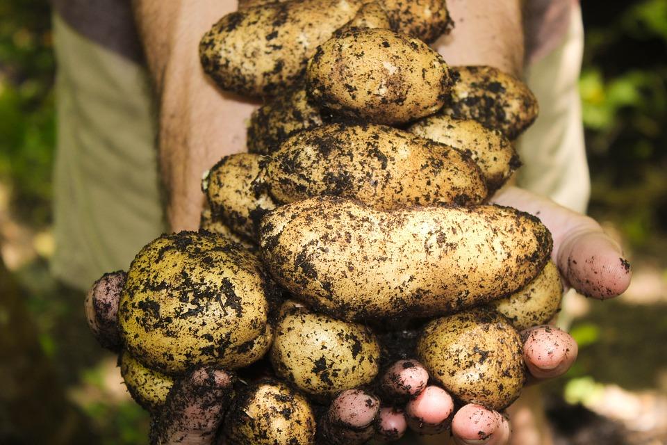 Freshly Harvested Potatoes