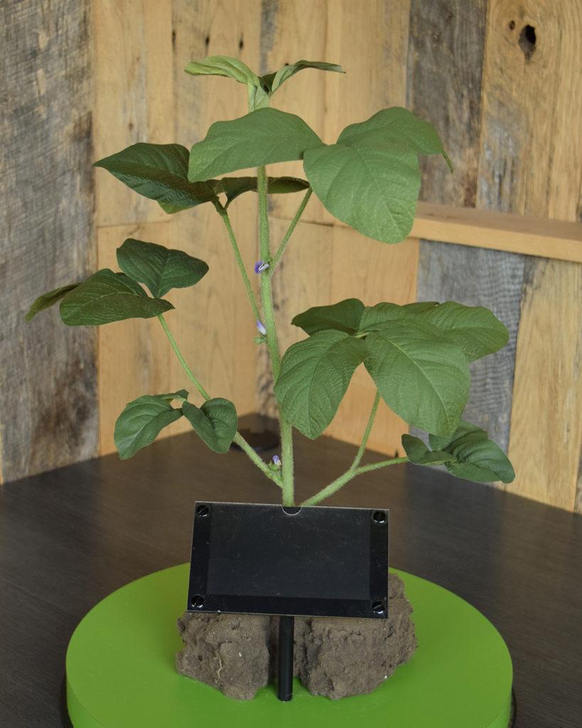 R1 Soybean Plant Model