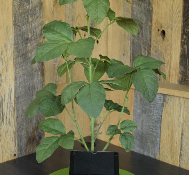 R3 Soybean Plant Model