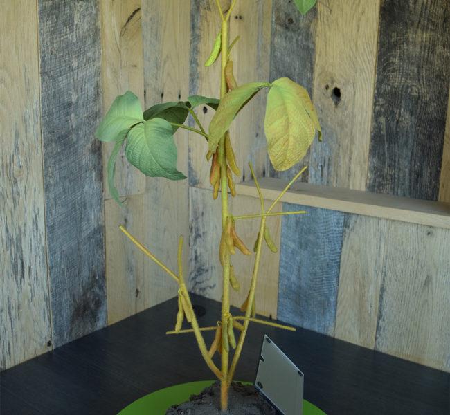 R7 Soybean Plant Model