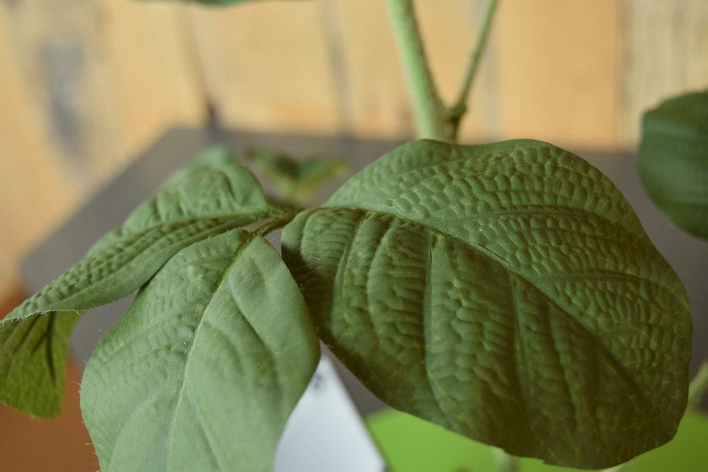 R1 Soybean Plant Model (Leaves)