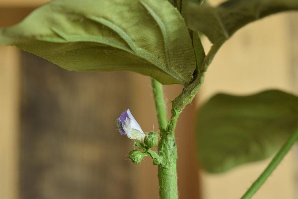 R3 Soybean Plant Model (Bud)