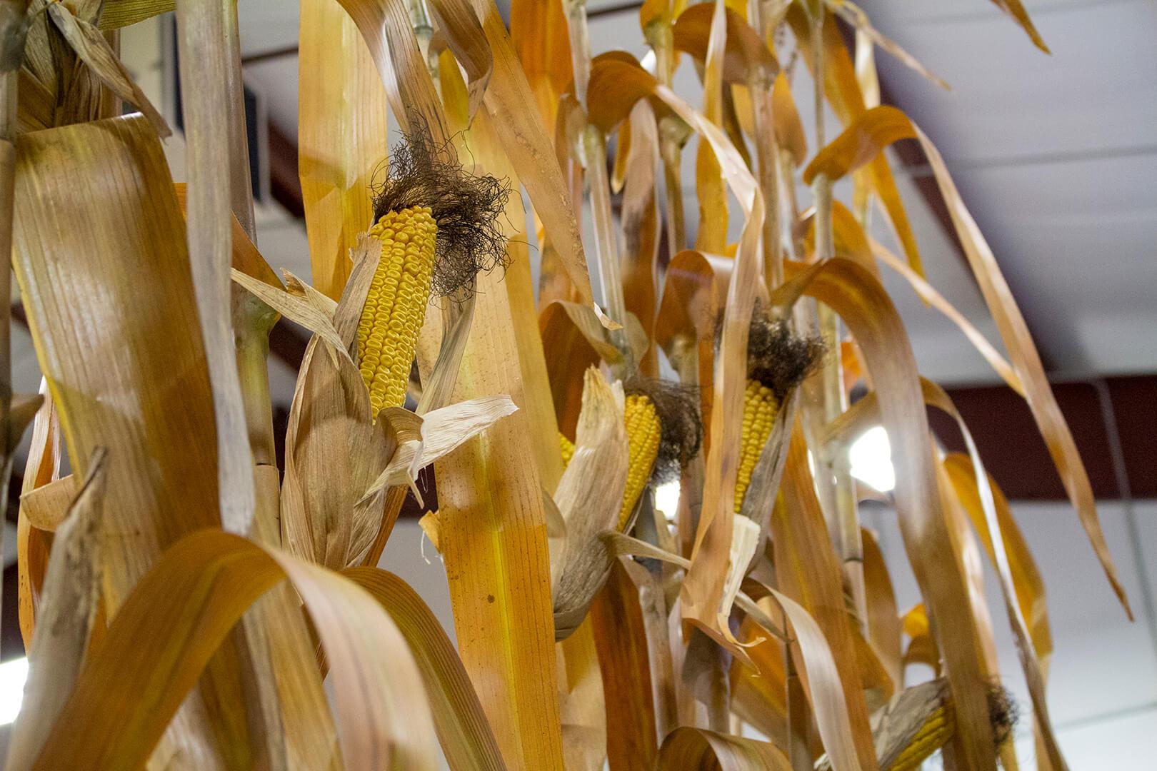 Closeup of artificial corncobs on corn planting error models