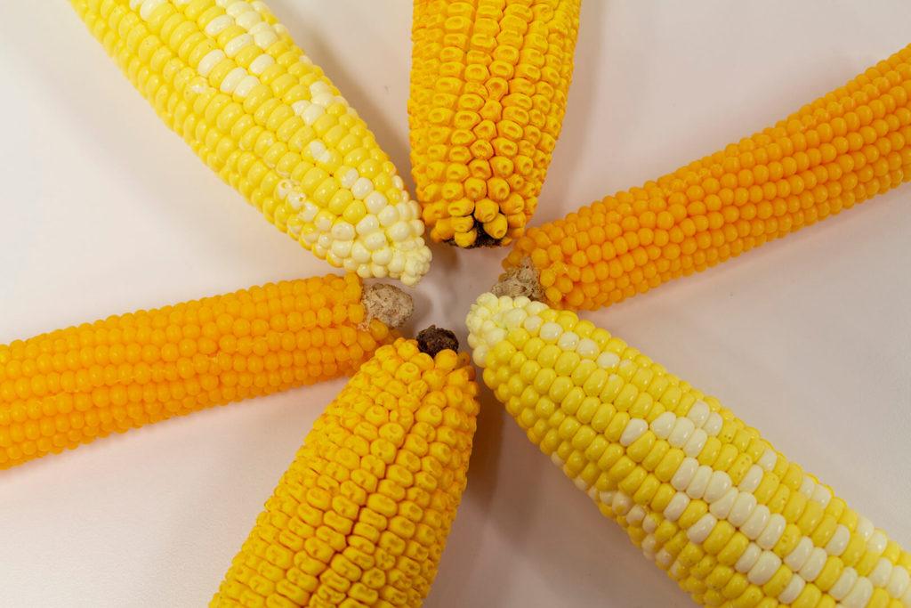 Six lifelike corncob models arranged in a ring, representing popcorn, field corn, and sweet corn