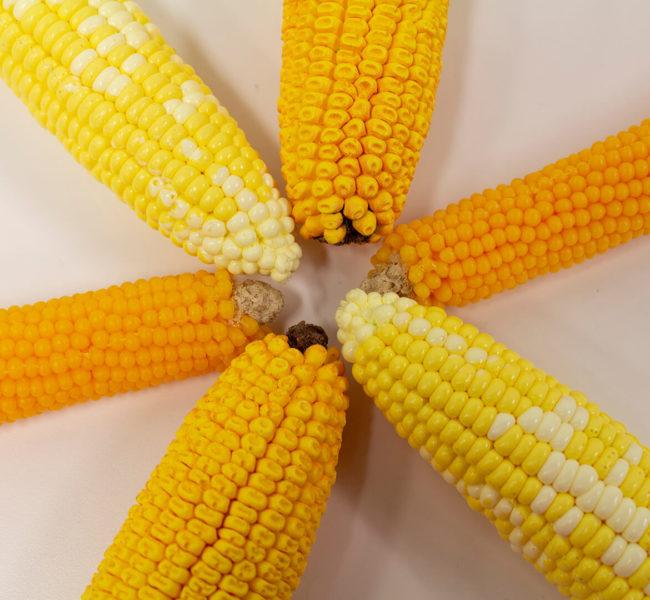 Six lifelike corncob models arranged in a ring, representing popcorn, field corn, and sweet corn