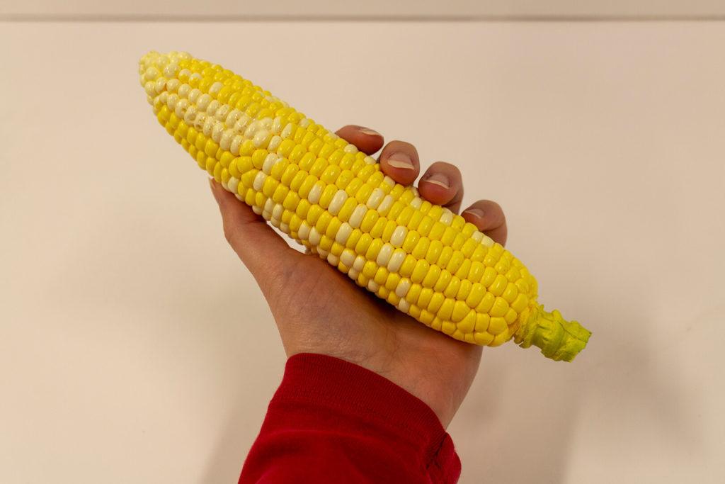 Photo of someone holding artificial corncob model to show lifelike size