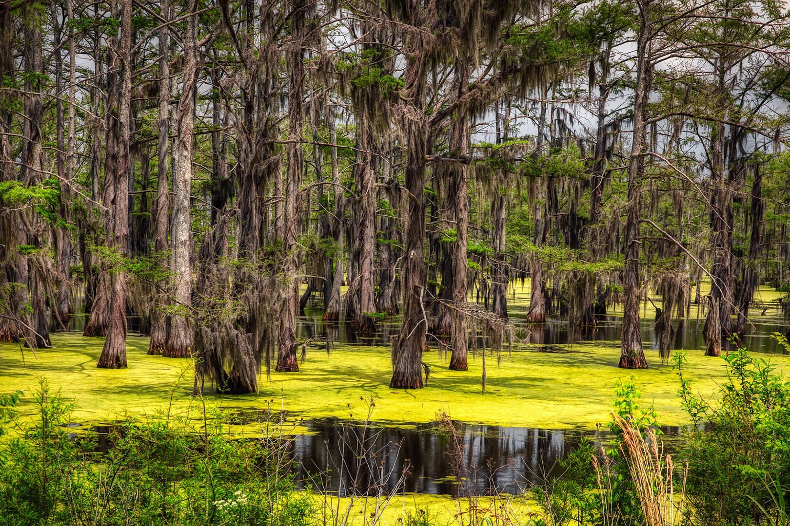 A swamp in Mississippi, showing many trees and water covered with green algae