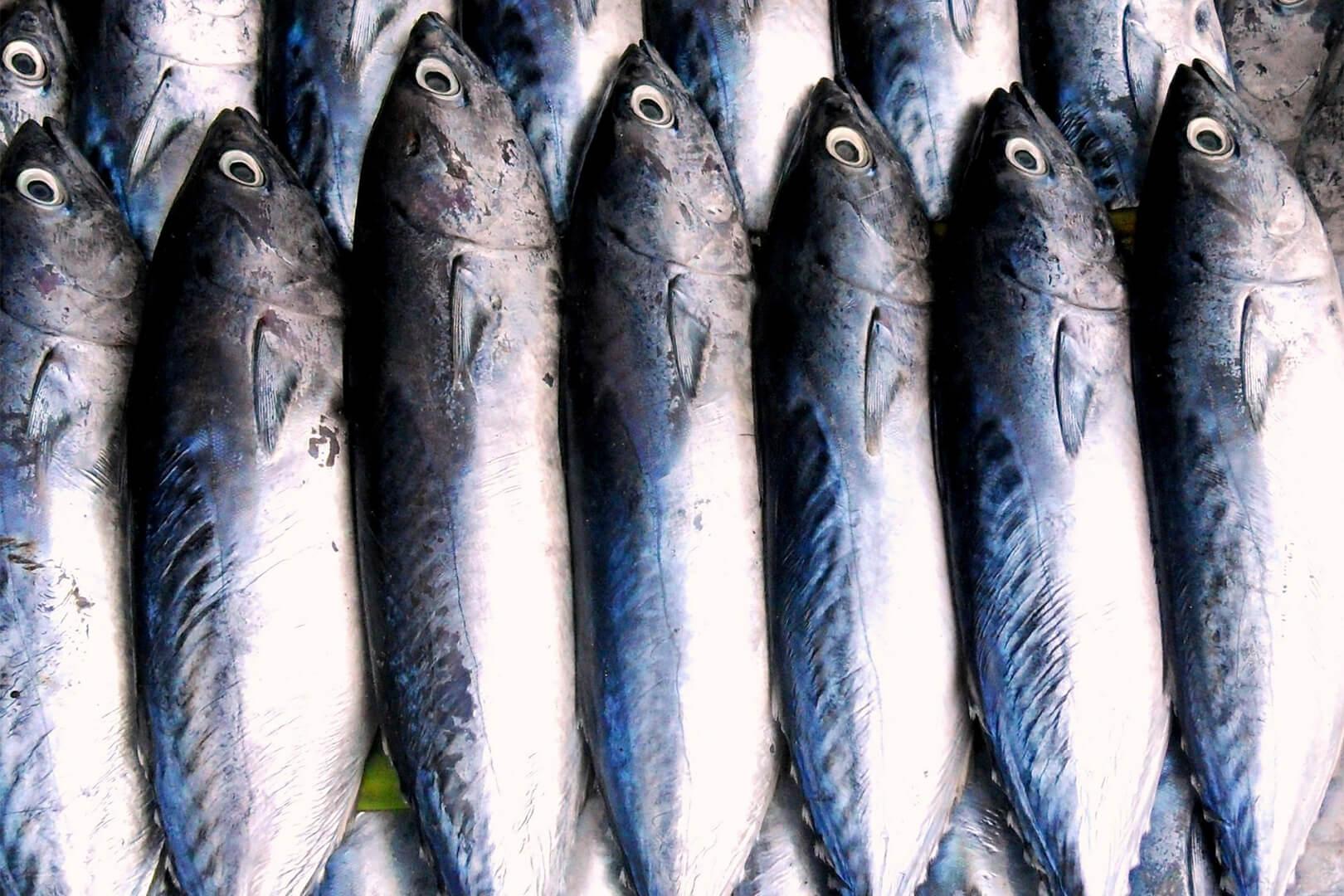 Photo of fish lying in a row; used for article on wild-caught vs. farmed fish