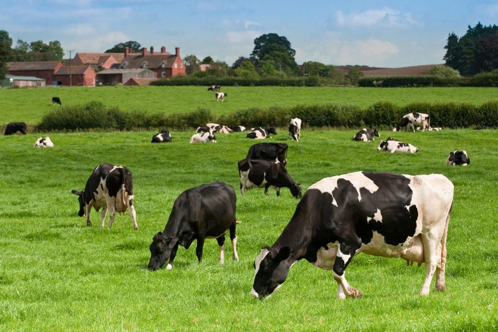 Black-and-white grass-fed cows grazing