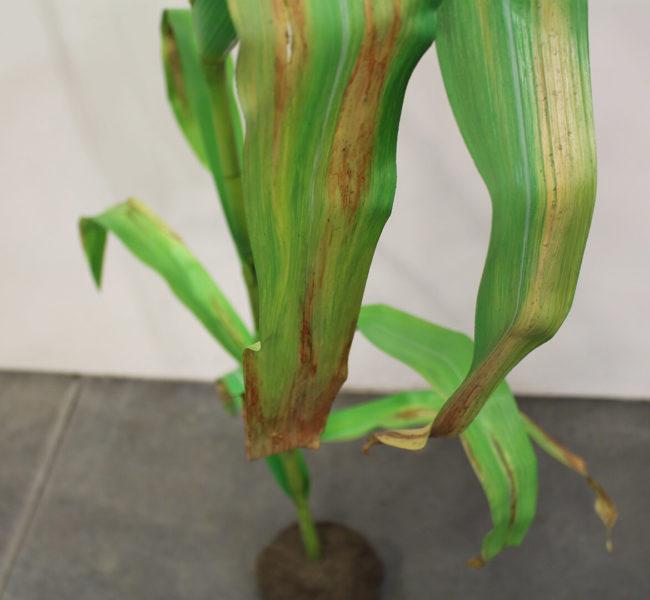 Lifelike replica of corn plant showing effects of Goss’ wilt disease