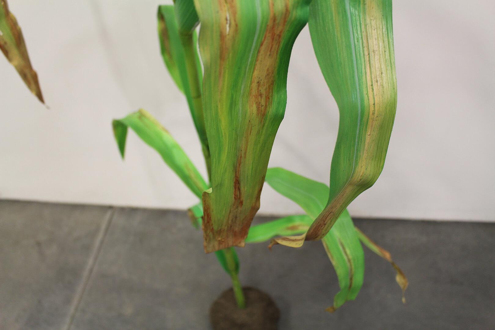 Lifelike replica of corn plant showing effects of Goss’ wilt disease