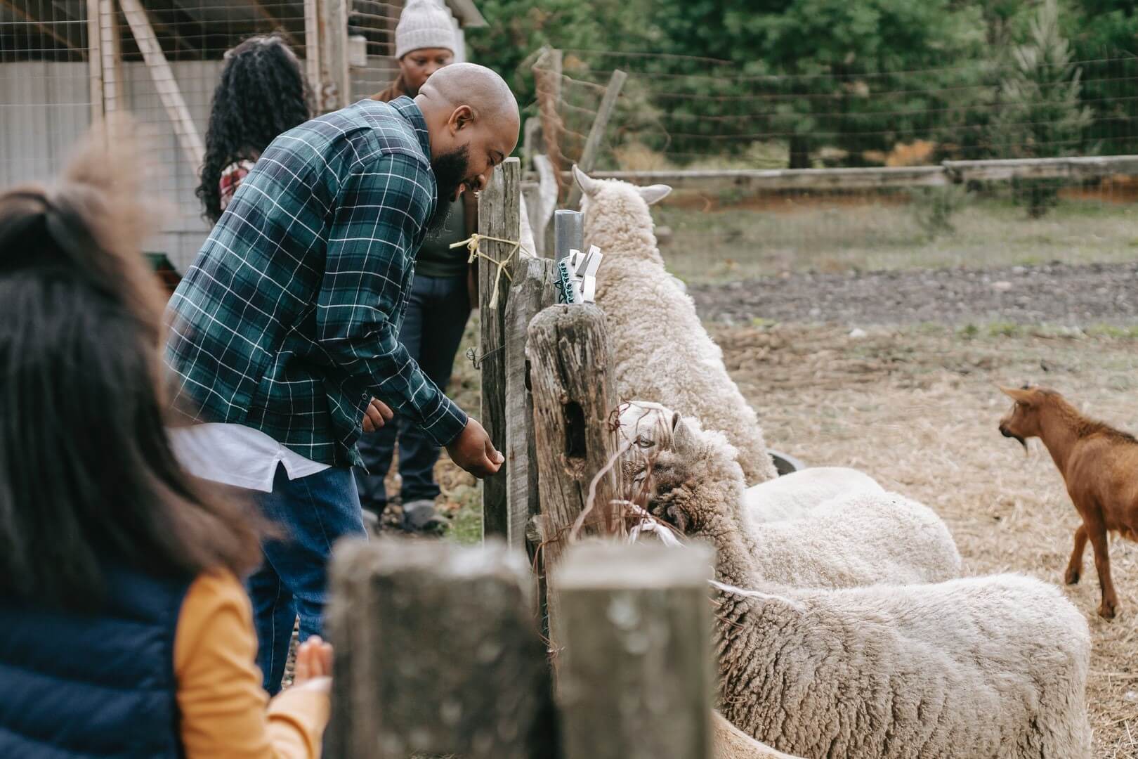 Family feeding sheep through a fence