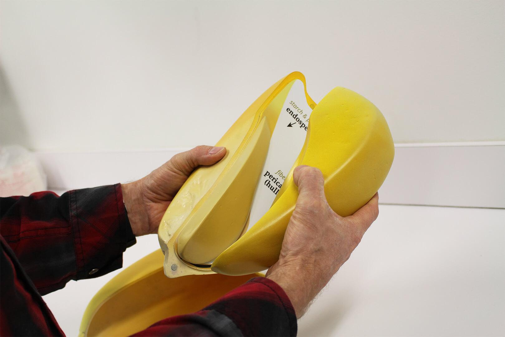 Person attaching the second piece of pull-apart corn kernel model