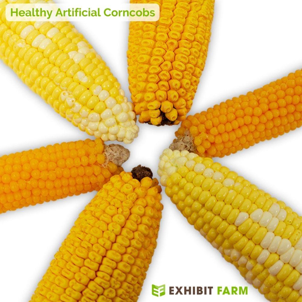 Six artificial corncob models in a ring, showing three different types of corn