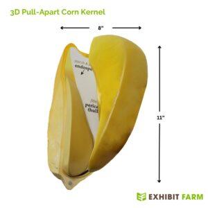 Person assembling the pull-apart corn kernel model