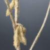 Brown artificial soybean pods showing symptoms of pod and stem blight disease