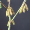 Artificial soybean plant with pods showing symptoms of stem canker