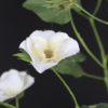 Closeup of white flower on artificial cotton plant model