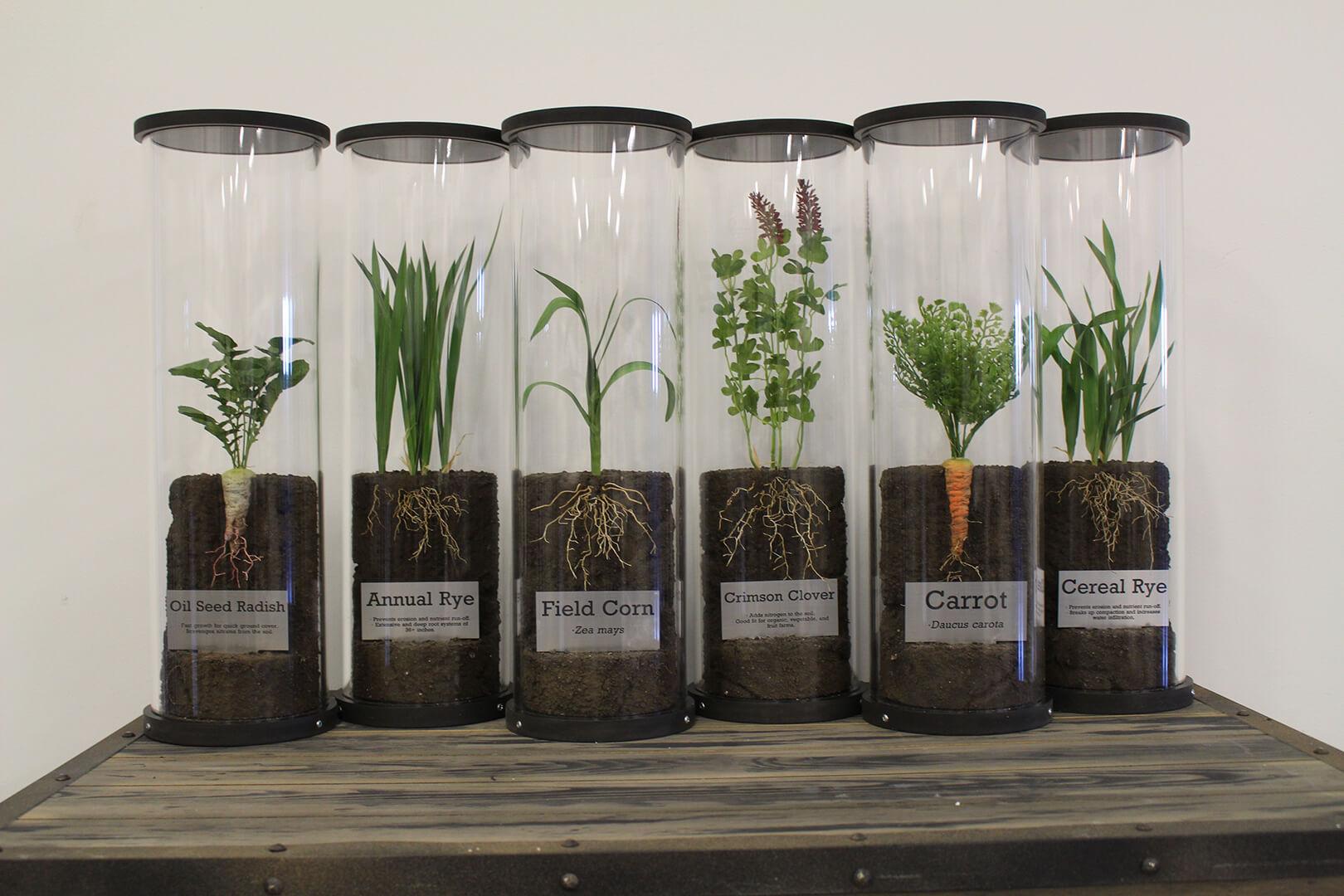 Six lifelike artificial plants representing different types of cover crops