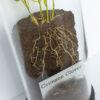 Closeup of the crimson clover model's root system.