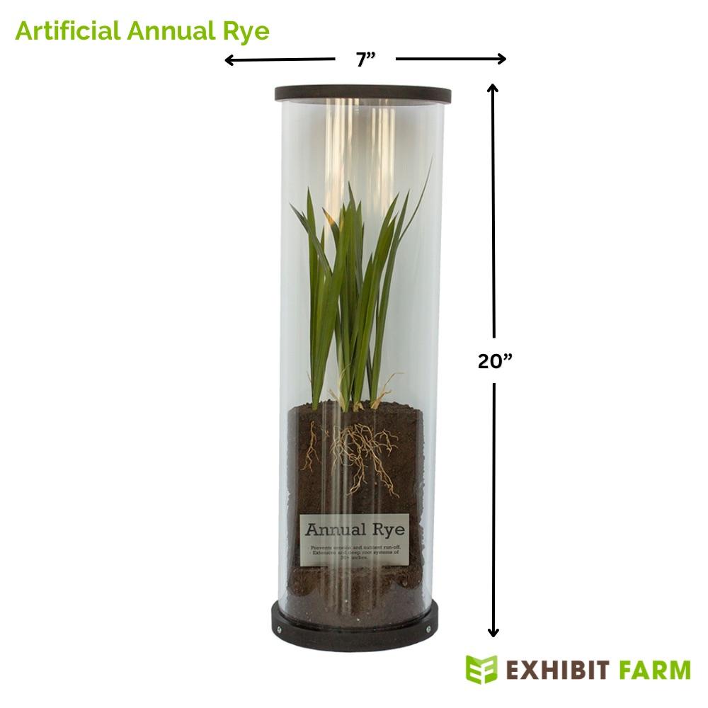 Lifelike model of annual rye isolated against white background