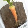 Cutaway view of lifelike carrot model, showing taproot in dirt.