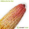 Corncob model with hot pink and white stains, showing effect of gibberella ear rot.