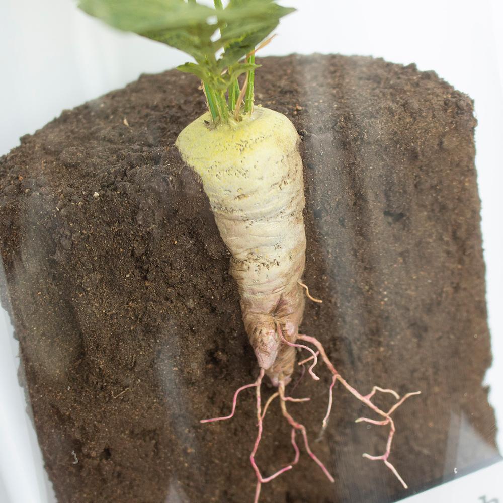 Closeup of model of oilseed radish root, showing taproot embedded in soil.