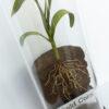 Angled view of mini corn plant model with dirt cut away to show roots.