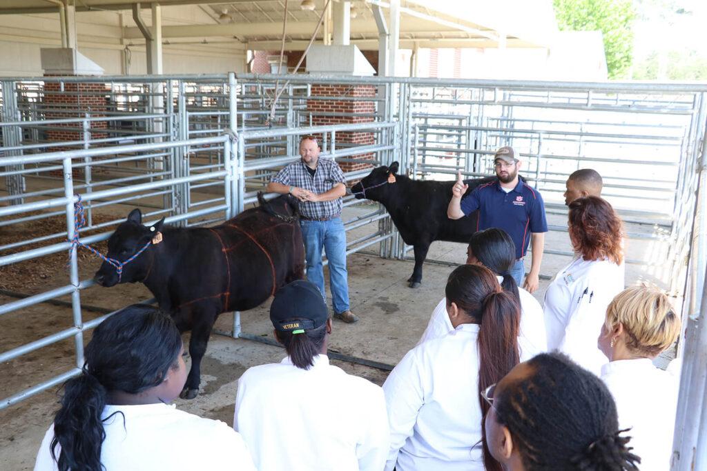 Students gather around two cows in a pen. Two farmers explain beef production.