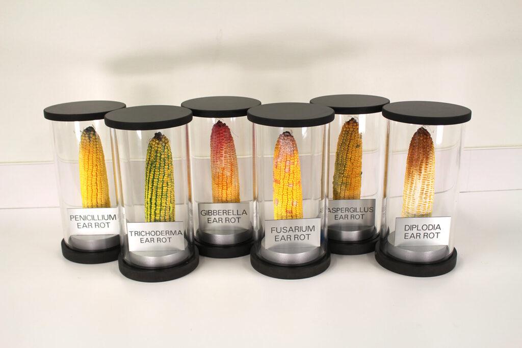 Six cases containing replicas of corncobs with different diseases.