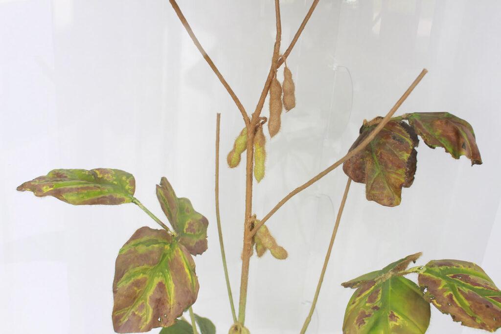 Bare branches and withered leaves on a lifelike replica of a soybean plant with sudden death syndrome.