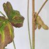 Closeup of artificial leaf and artificial soybean pod showing symptoms of Sudden Death Syndrome.