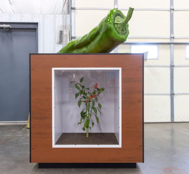 Chile pepper display, showing oversize chile replica on top and chile pepper plant inside recessed case.