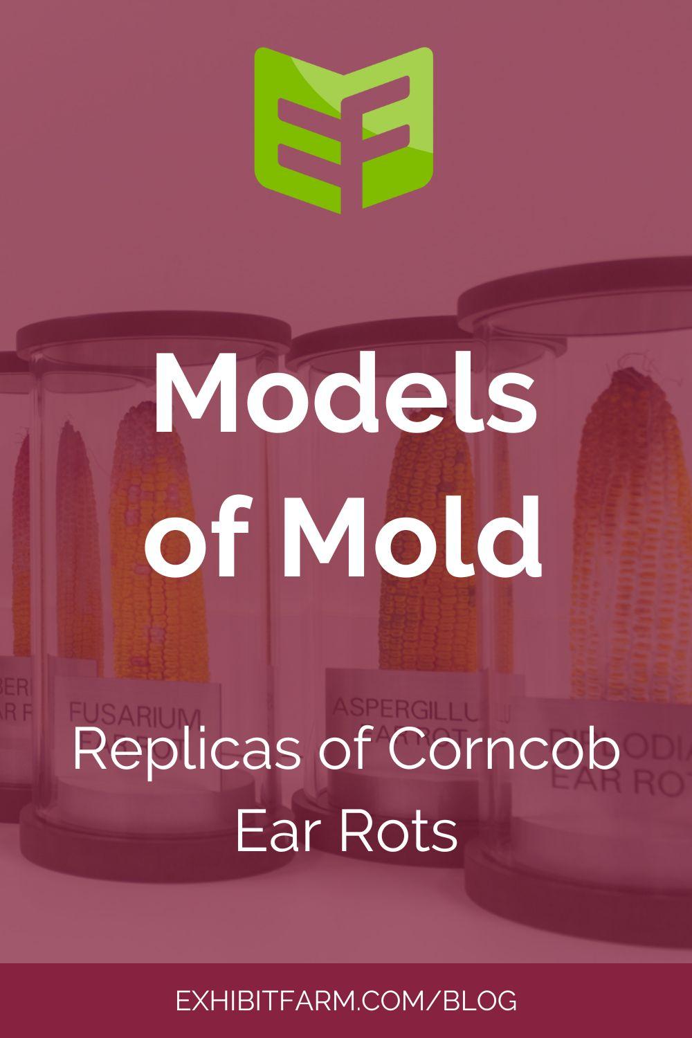 Models of Mold: Replicas of Corncob Ear Rots - Exhibit Farm: The Leader ...