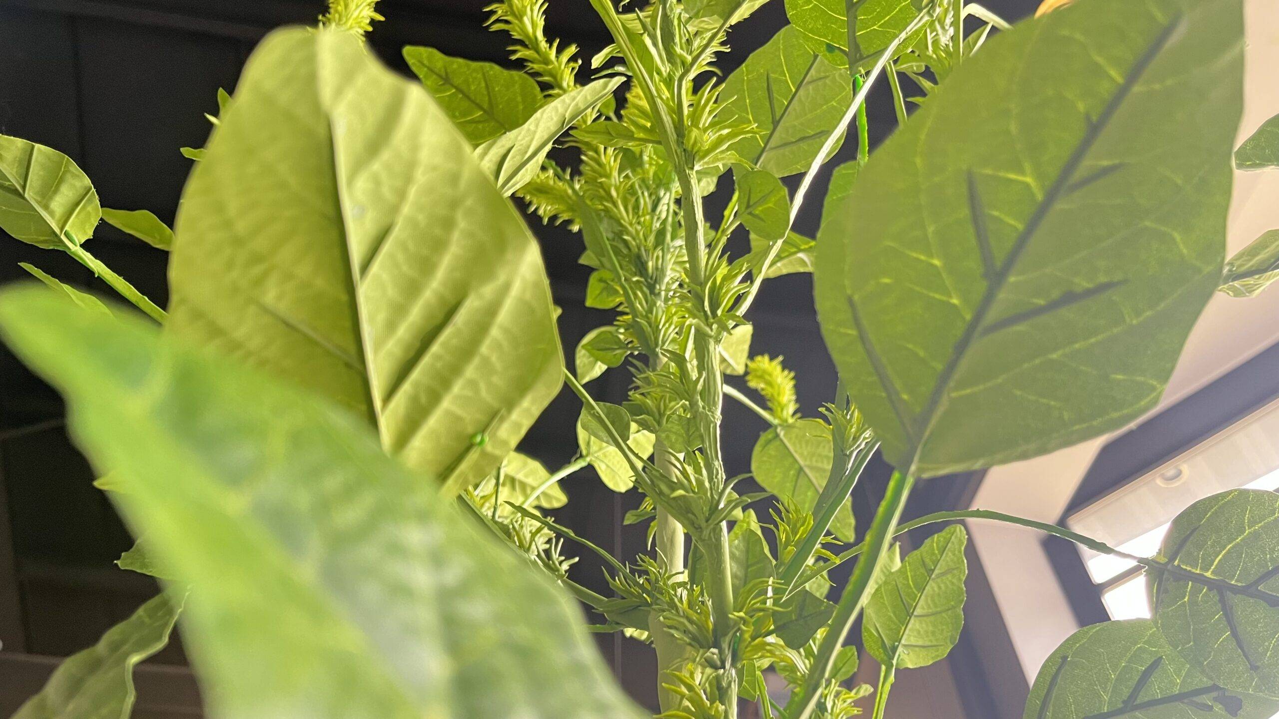 Image of female palmer amaranth weed